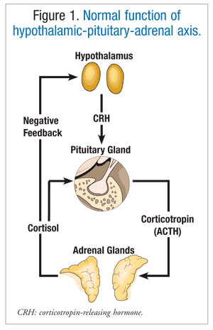 Synthesis of steroid hormones in adrenal cortex