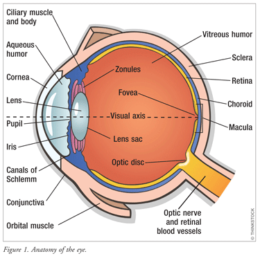 Genetics of Eyesight